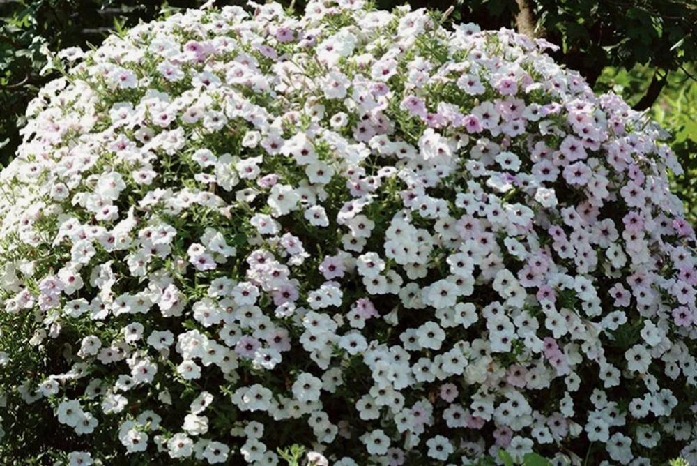 Петуния Tidal Wave Silver конец МАРТа. Рассада ОКС