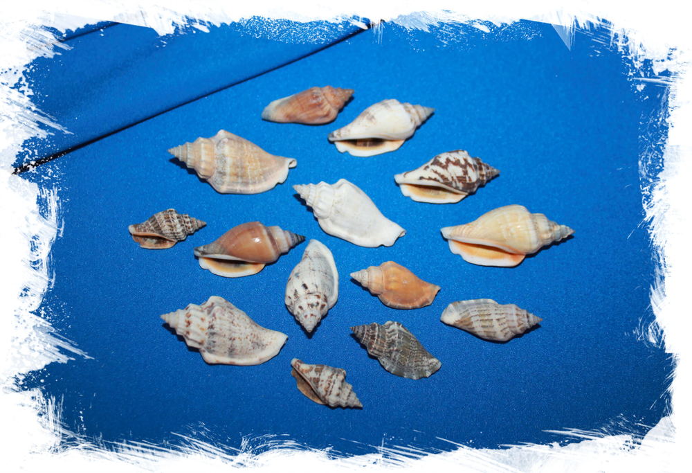 Стромбус Урсус (Strombus urceus)