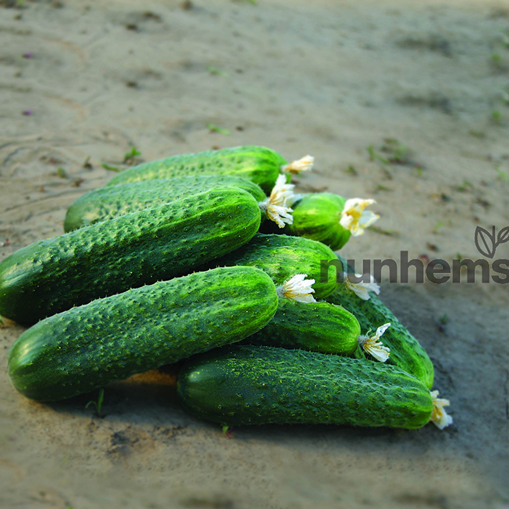 Огурец Циркон F1 (50шт) Витагрин Профи