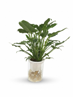 Филодендрон Angel д.11, в горшке с автополивом