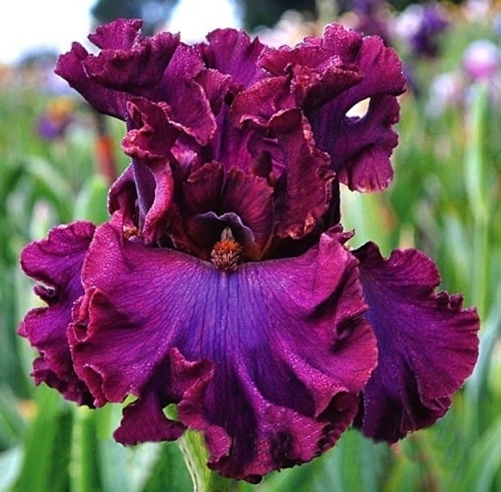 Ирис сибирский Девилз Дрим