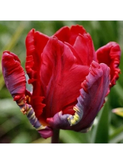 Тюльпаны микс ,луковицы (7 штук)