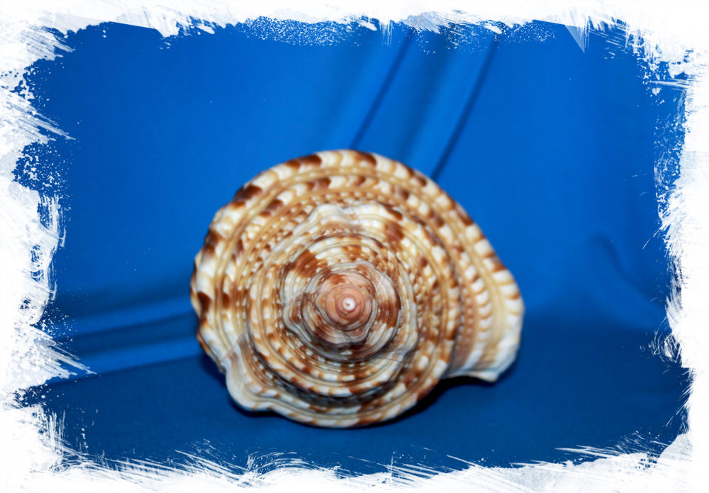 Харония тритонис вариегата