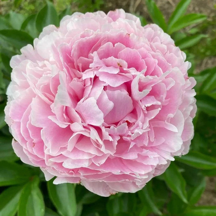 Пион травянистый Пепперминт Пэтти С5