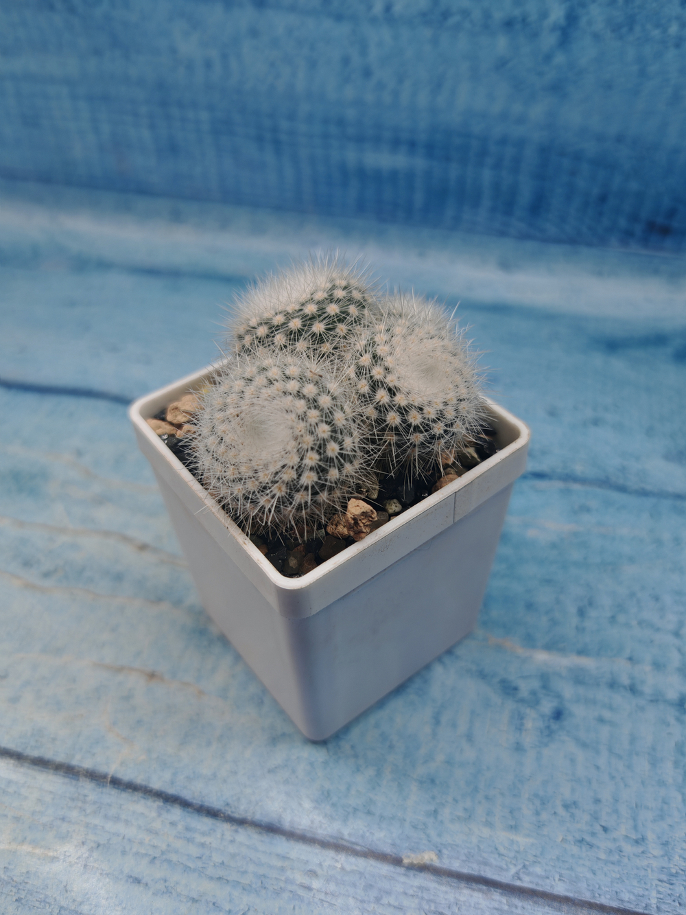 Notocactus Scopa (Нотокактус)