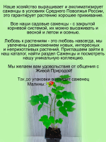 Малина Маравилла