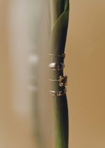 Кольцо Crystal Round с цитрином