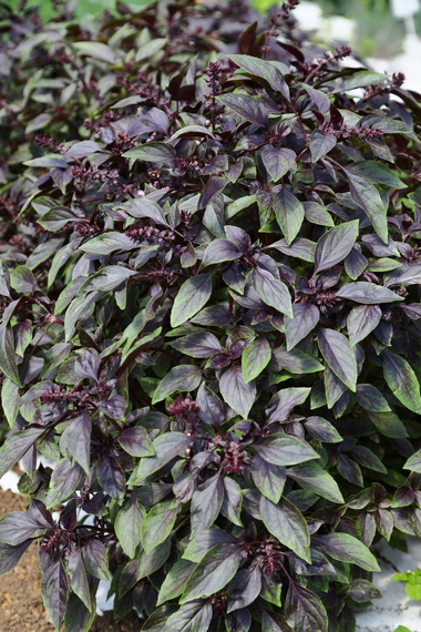 Хаки семена базилика в поле – фото 2