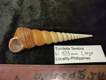 Туррителла Теребра 110-130мм