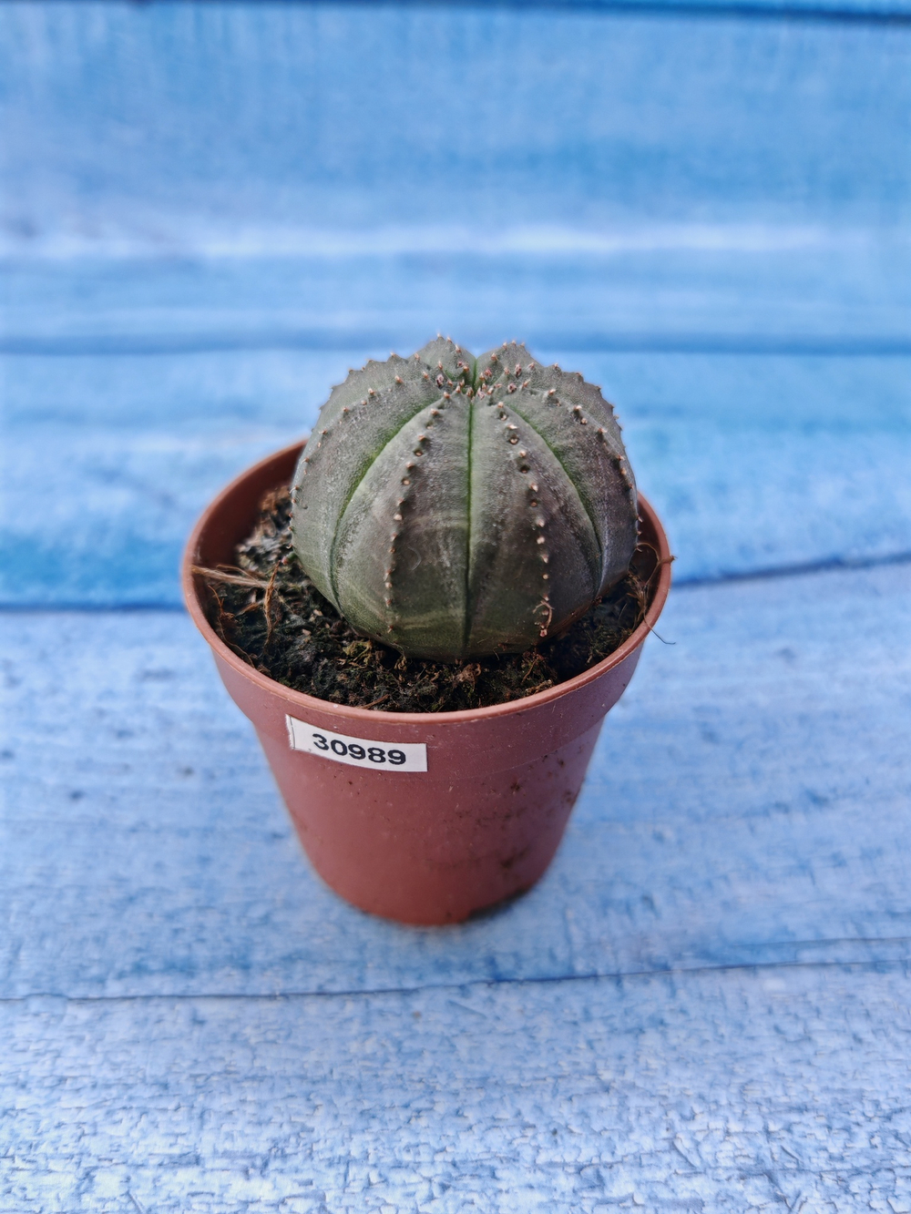Euphorbia Obesa (Эуфорбия)