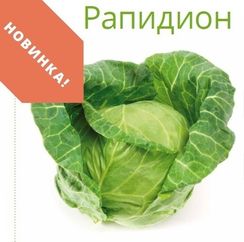 РАПИДИОН F1 семена капусты белокочанной (Seminis | Alexagro)