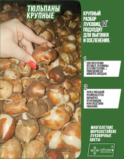 Тюльпан Луковица цветов, Редлайт, 5шт, разбор 11/12