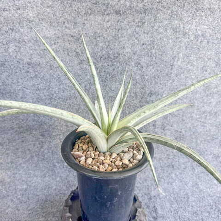 Сансевиерия PHENOMENAL WHITE VAR