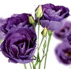 Стеновая панель 2800*610*6 (F 31)