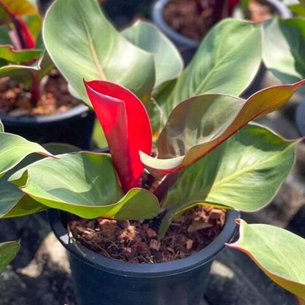 Филодендрон CHERRY RED