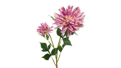 Хризантема Осенняя - Фиолетовый