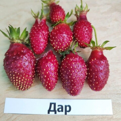 Земклуника Дар