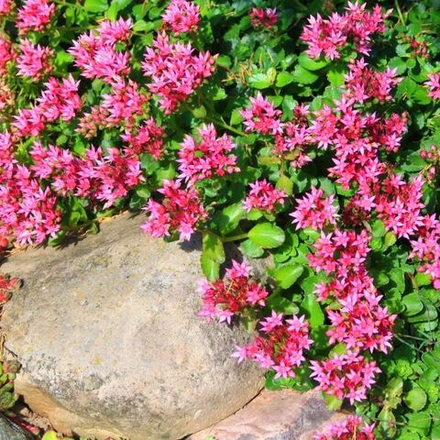 Седум (Sedum) spurium Roseum (ложный)