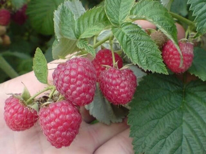 Малина крупноплодная Дельбар Манифик