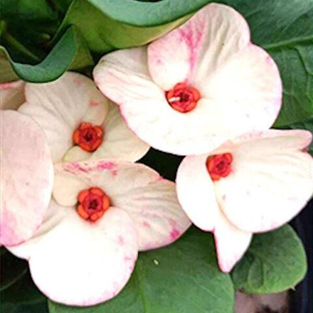 Эуфорбия Миля KAEW SARAPADNUEK