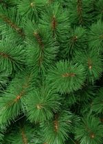 Ель искусственная «Ариадна» (леска) 210 см / 2.1 м