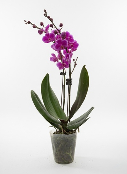 Фаленопсис розовый д.9