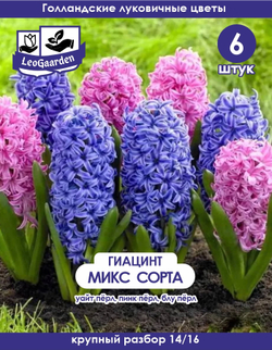 Луковицы цветов гиацинт, Микс сортов, 6шт