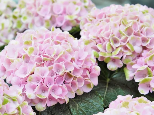 Гортензия крупнолистная музыкальная коллекция Софт Пинк Сальса С2 Закупка М31 апрель 2026