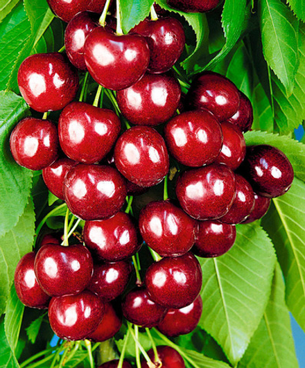 Черешня Овстуженка