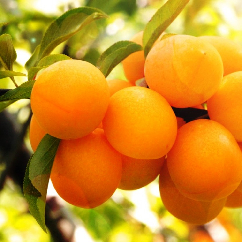 Алыча Подарок Санкт-Петербургу