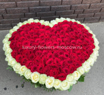 225 роз сердце с белым контуром