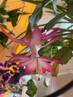 Декабрист для удачи в доме, сегмент (растения для проращивания)