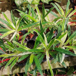 Аглаонема SEDTHEE RUANG KHAO