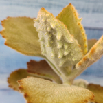 Kalanchoe Beharensis Fang (Каланхоэ)