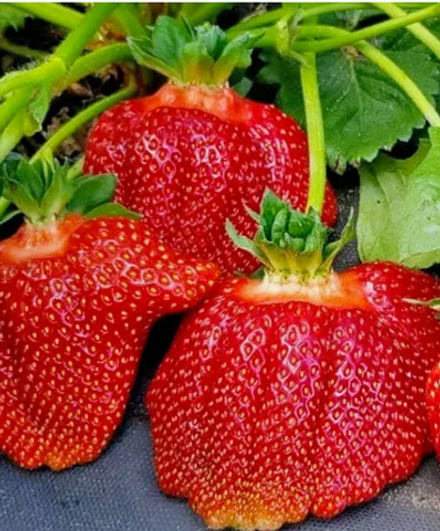 Клубника Азия рассада меристема