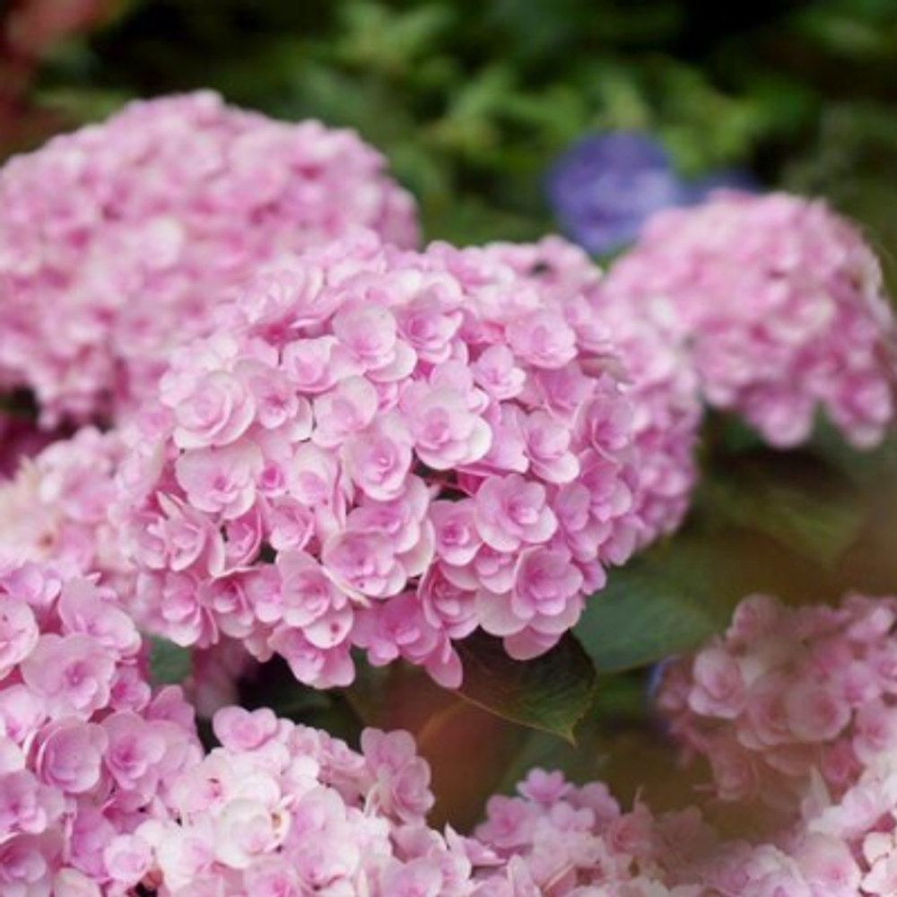 Дабл Пинк Лав (Double Pink Love») р12 Европа весна 2026 г.