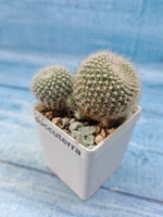 Rebutia Krainziana (Ребуция)