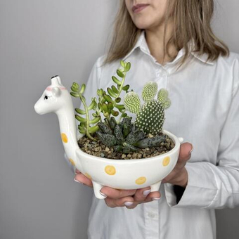 Жираф с суккулентами