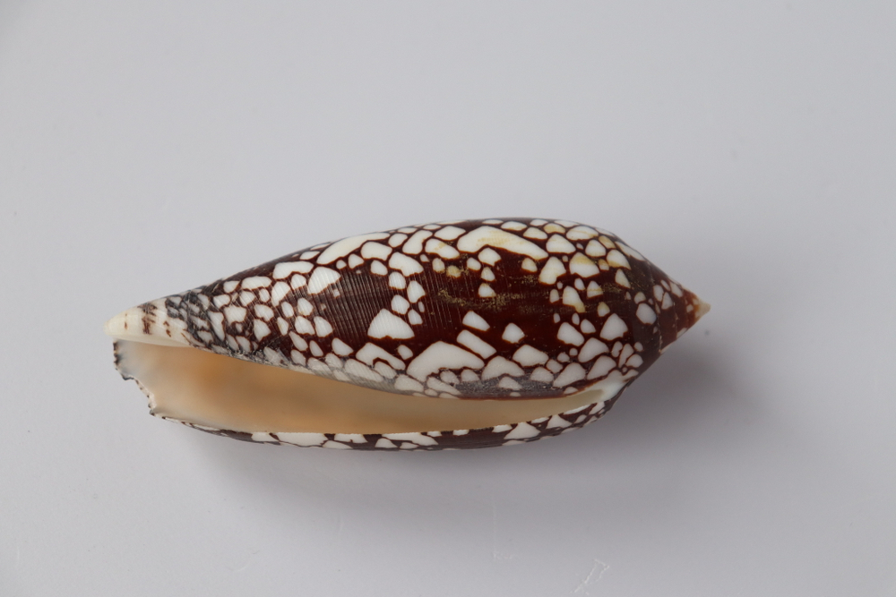 Конус ауликус (Conus aulicus) (скол на губе)