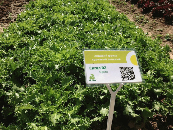 Сигал семена эндвия – фото 4