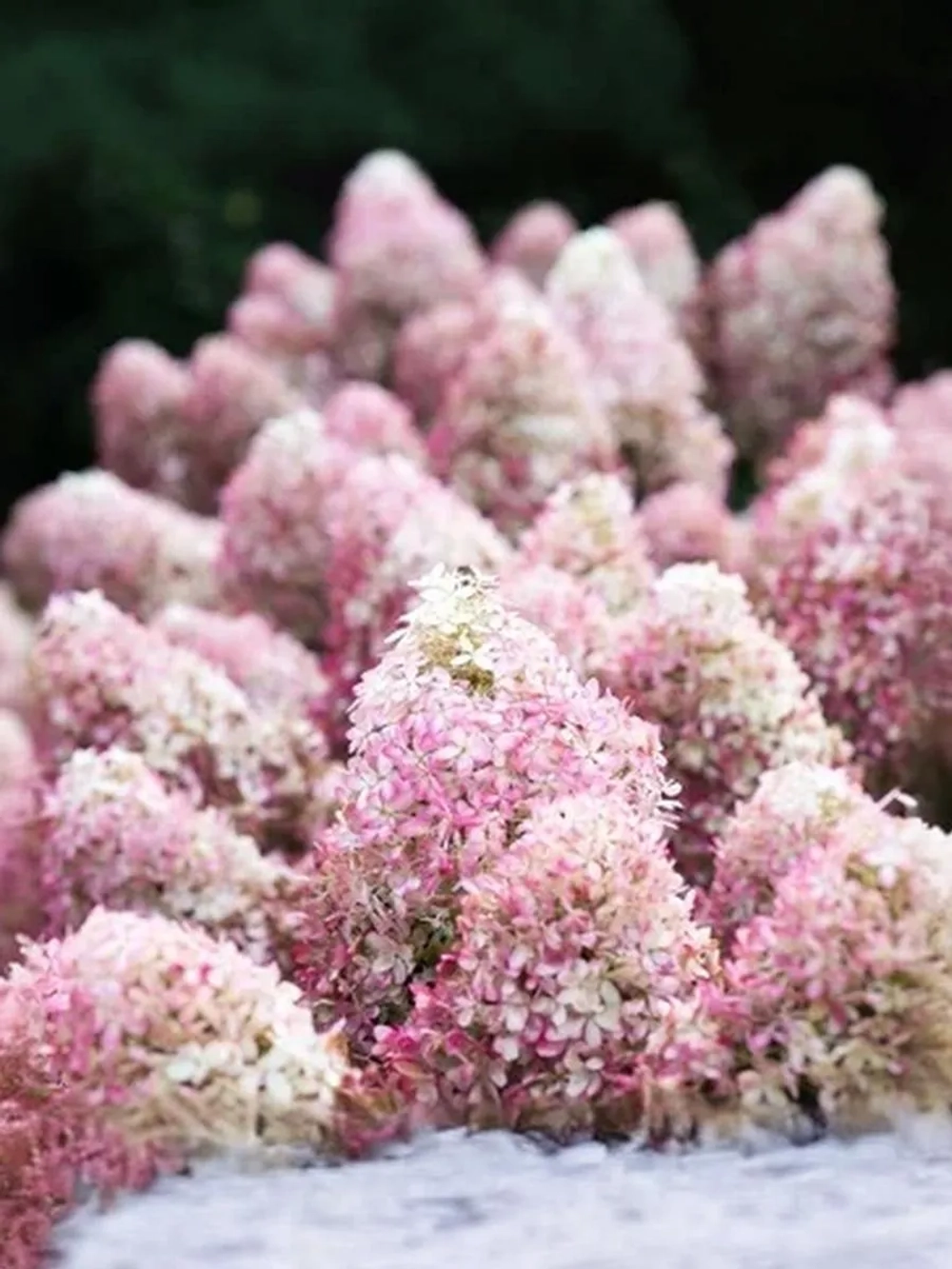 Гортензия метельчатая Роял Флауэр