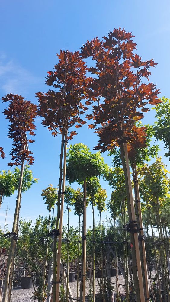 Клен остролистный Кримсон Сентри штамб Закупка М66 апрель 2026