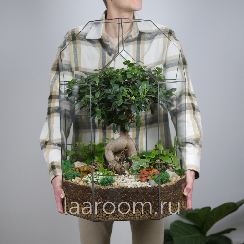 Готовый флорариум бонсай Фикус Бонсариум XXXL