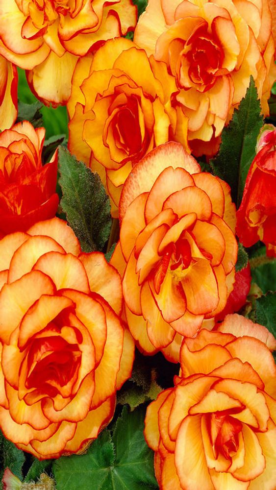 Бeгoния клубневая "ЖМ. Пикoти Елoy Рэд" 1шт, Нидерланды.