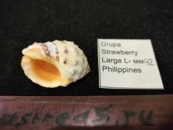 Друпа Стравберри