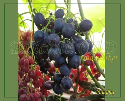 Виноград Рошфор