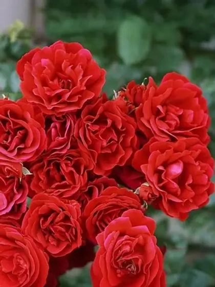 Роза плетистая Симпати