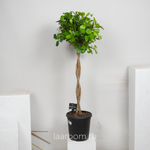 Фикус микрокарпа Моклейм переплетенный 24/110