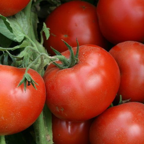 ЛОДЖЕЙН F1 семена томата Enza Zaden купить – фото 3