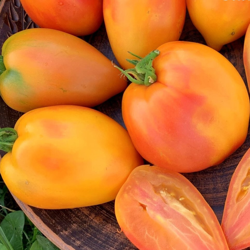 Гном Затонувший персик Dwarf Sunkissed Peach